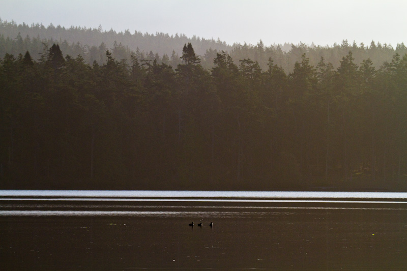 Ducks On Cranberry Lake